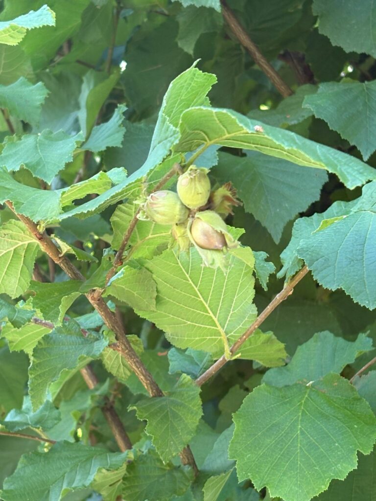 Noyer du verger arboré de la maison, jardin du Verger Secret à Rillieux-la-Pape