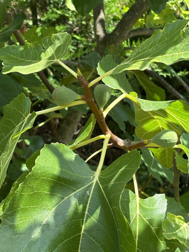 Figuier du jardin du Verger Secret, maison avec verger à Rillieux-la-Pape