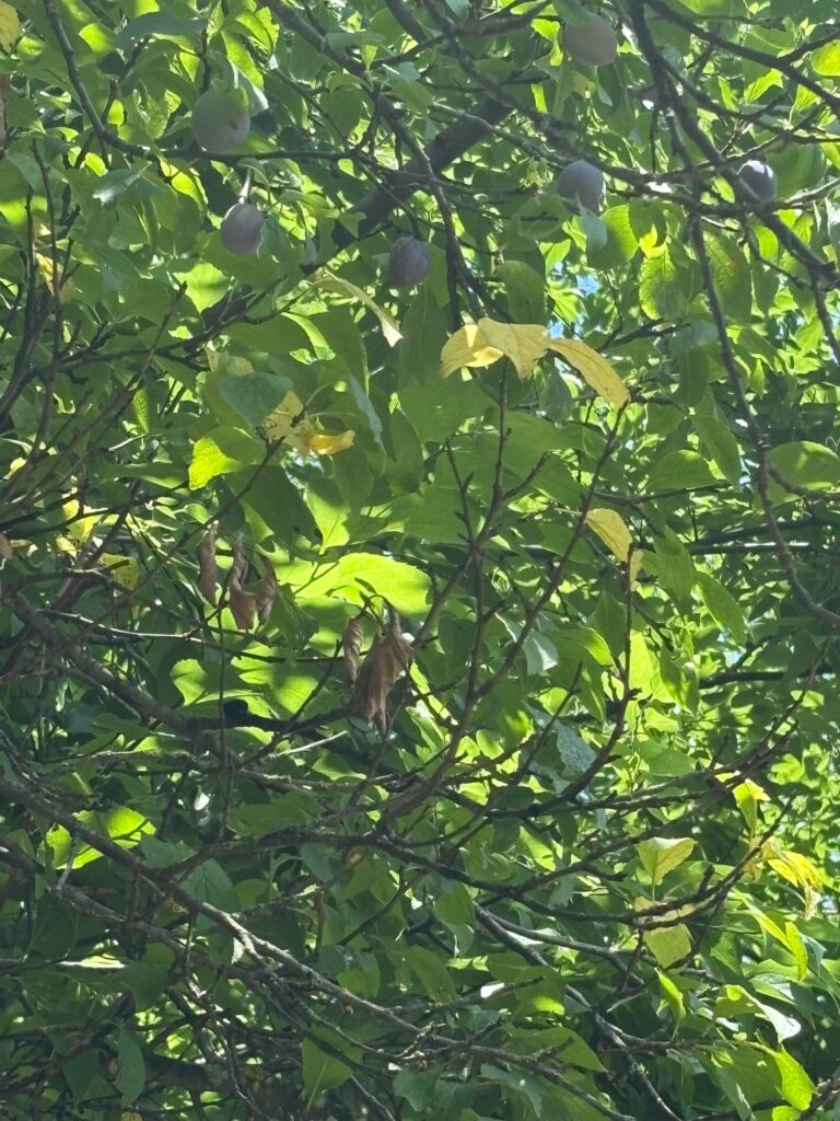 Vigne et arbres fruitiers du jardin sauvage de la maison de vacances près de Lyon