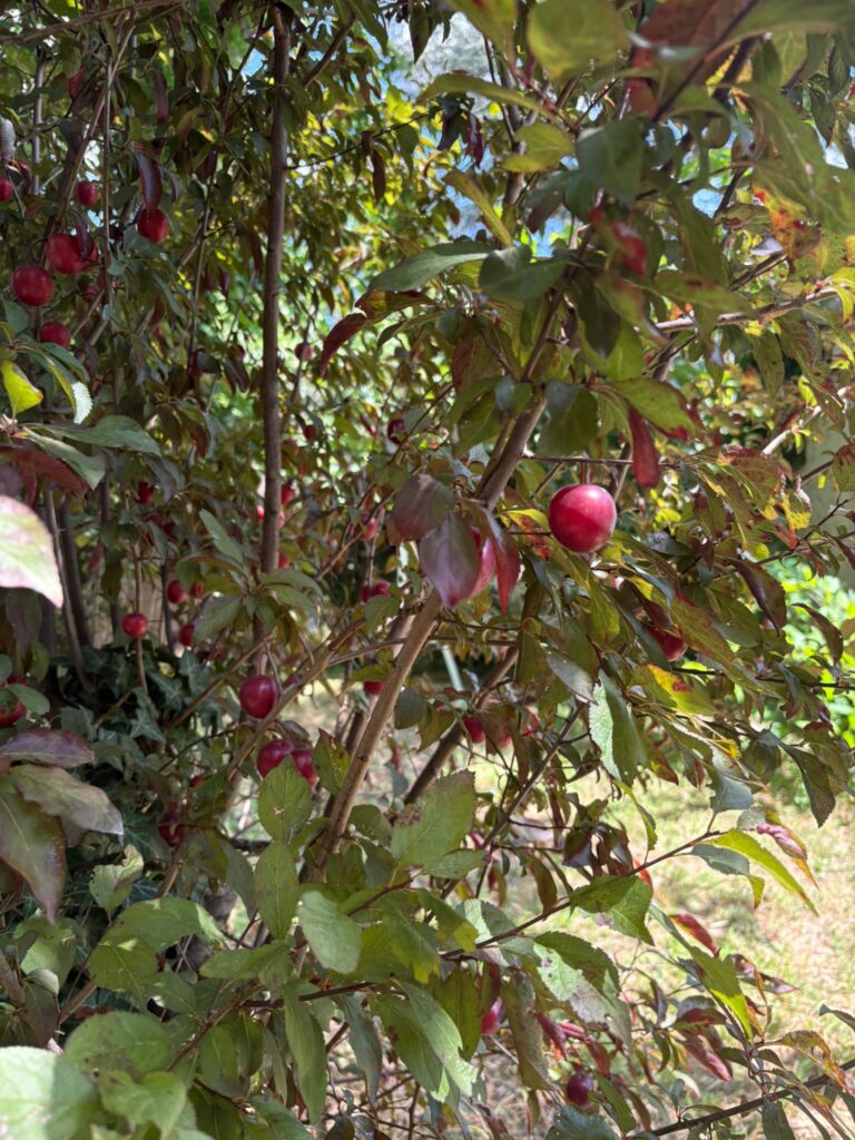Cerisier en fruits dans le verger de la maison, location de vacances à Crépieux près de Lyon